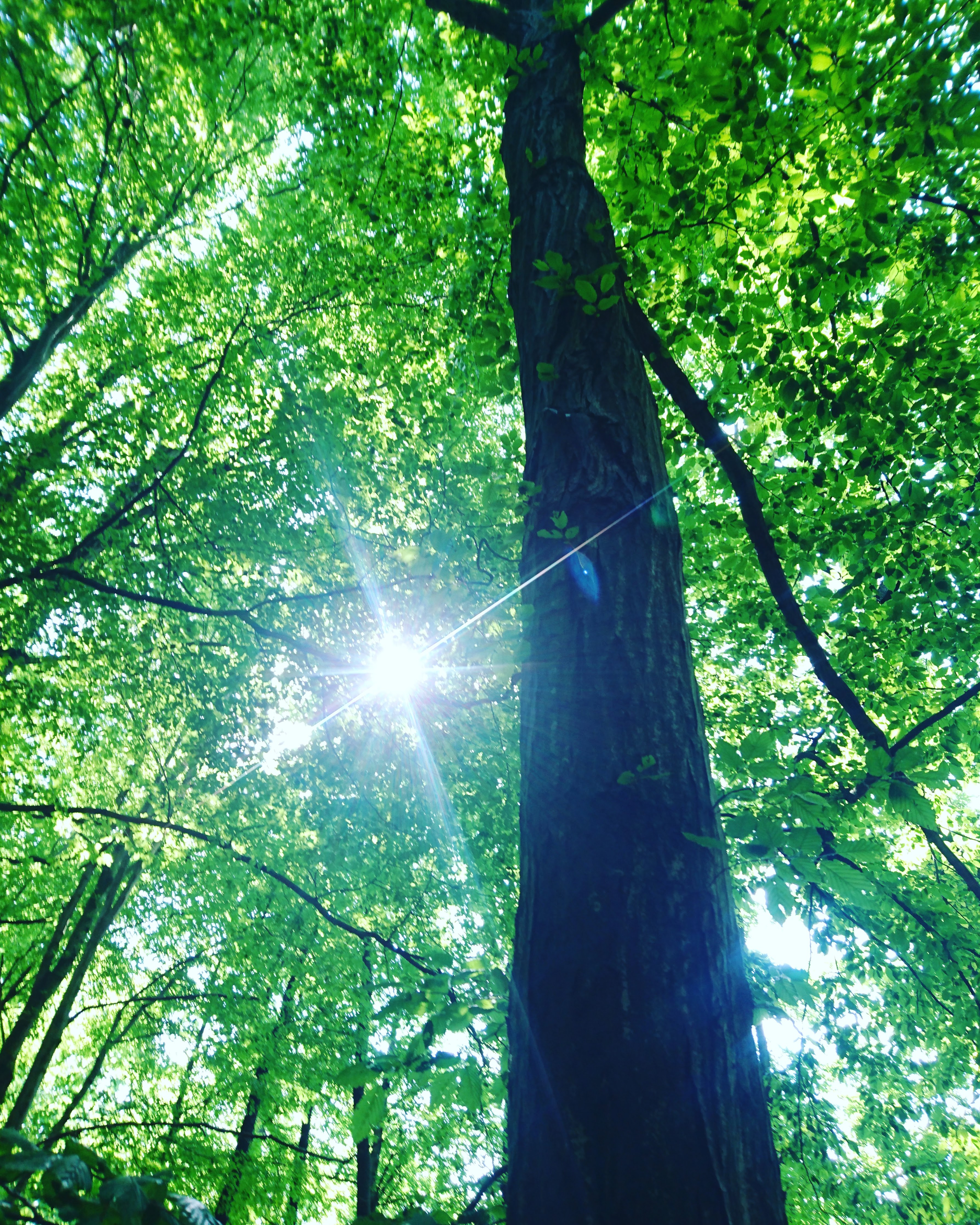 Lichtblick im Wald